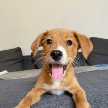 SweetPaws Petsitting - Sesimbra - Pet Sitting and Walking