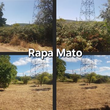 Rapa Mato - limpeza terrenos e matas - Condeixa-a-Nova - Tree Stump Grinding and Removal
