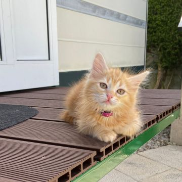 SweetPaws Petsitting - Sesimbra - Dog Walking