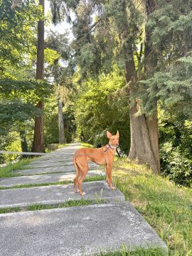 Lets DogWalker/Petsitting/HotelDomiciliar - Viseu - Grafikdesign