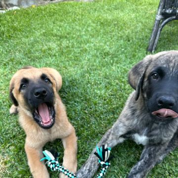 SweetPaws Petsitting - Sesimbra - Dog Sitting