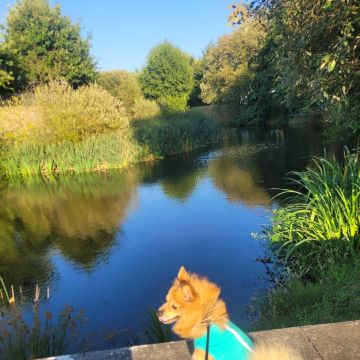 Lets DogWalker/Petsitting/HotelDomiciliar - Viseu - Hochzeits-DJ