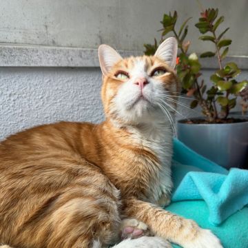 SweetPaws Petsitting - Sesimbra - Pet Sitting and Walking
