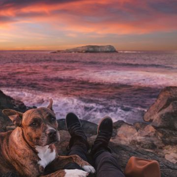 Pet Care on Demand - Peniche - Dog Hotel