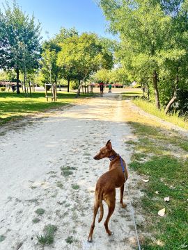 Lets DogWalker/Petsitting/HotelDomiciliar - Viseu - Logodesign
