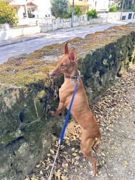 Lets DogWalker/Petsitting/HotelDomiciliar - Viseu - Animation (Grafisch)