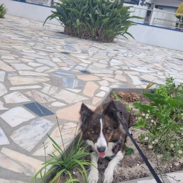 Izoleyde Contezini - babysitting - Ílhavo - Hundeausführung