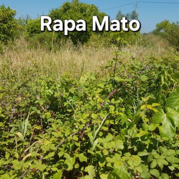 Rapa Mato - limpeza terrenos e matas - Condeixa-a-Nova - Tree Trimming and Maintenance