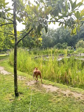 Lets DogWalker/Petsitting/HotelDomiciliar - Viseu - Katzensitter