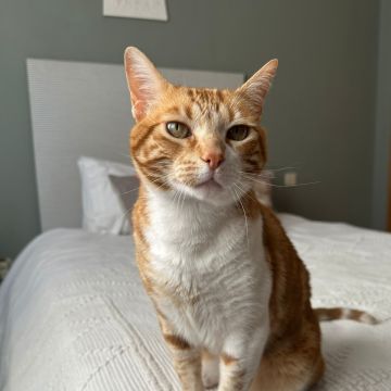 SweetPaws Petsitting - Sesimbra - Dog Sitting