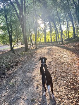 Lets DogWalker/Petsitting/HotelDomiciliar - Viseu - DJ
