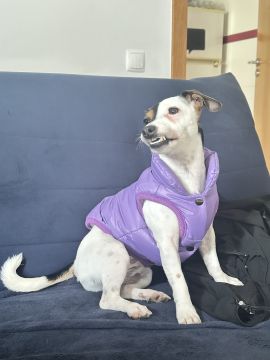 Lets DogWalker/Petsitting/HotelDomiciliar - Viseu - Haustierpflege