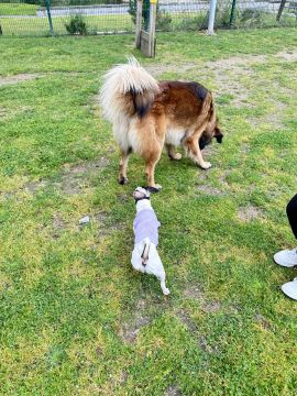 Lets DogWalker/Petsitting/HotelDomiciliar - Viseu - Häusliche Pflege