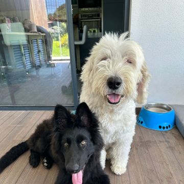 SweetPaws Petsitting - Sesimbra - Dog Walking