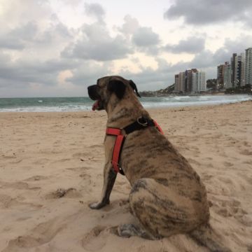 Lets DogWalker/Petsitting/HotelDomiciliar - Viseu - Haustiere - Pflege