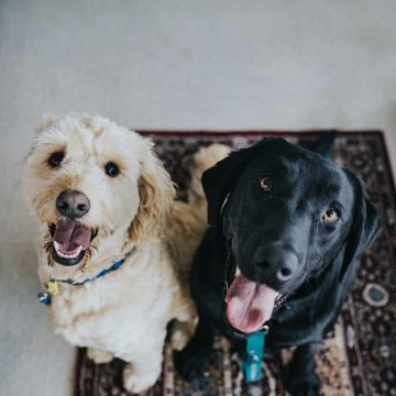 Lets DogWalker/Petsitting/HotelDomiciliar - Viseu - Hundesitter