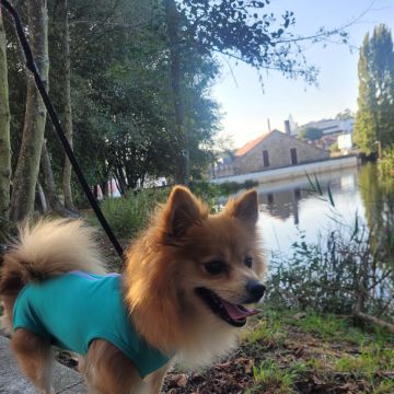 Lets DogWalker/Petsitting/HotelDomiciliar - Viseu - Katzensitter