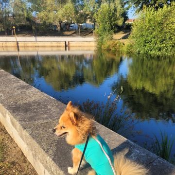 Lets DogWalker/Petsitting/HotelDomiciliar - Viseu - Hundeausführung