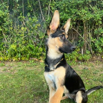 Entrenamiento de animales - Sweet Paws - Jocotitlán