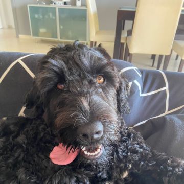 SweetPaws Petsitting - Sesimbra - Pet Sitting and Walking