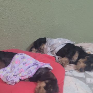 Izoleyde Contezini - babysitting - Ílhavo - Pet Sitting