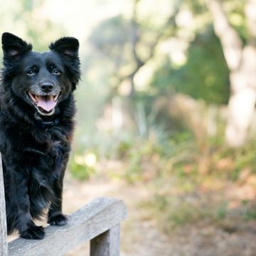 Pet Care on Demand - Peniche - Dog Training - Private Lessons