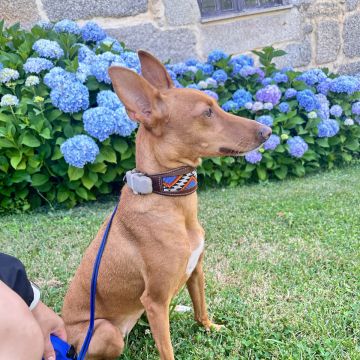 Lets DogWalker/Petsitting/HotelDomiciliar - Viseu - DJs