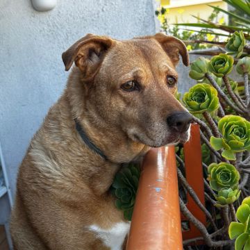 SweetPaws Petsitting - Sesimbra - Pet Sitting