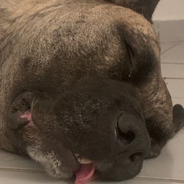 Lets DogWalker/Petsitting/HotelDomiciliar - Viseu - Tierpension