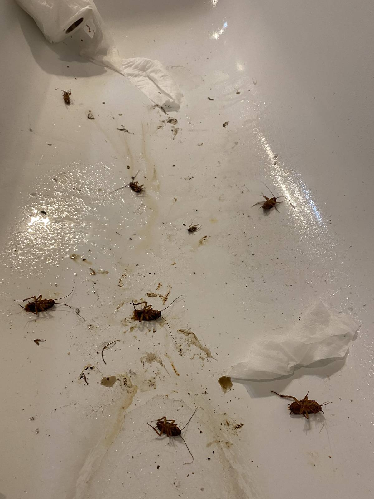 Combat Controle de Pragas - Lisboa - Pest Extermination Companies