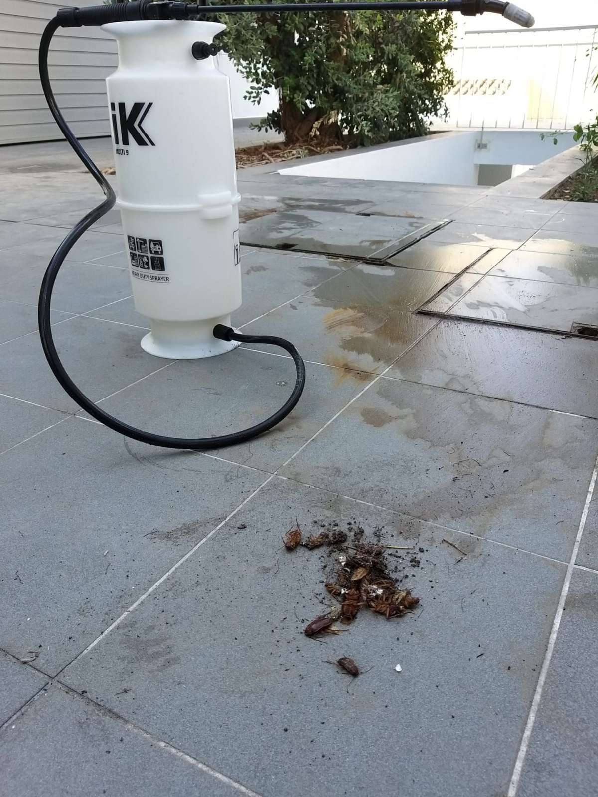 Combat Controle de Pragas - Lisboa - Pest Control Services