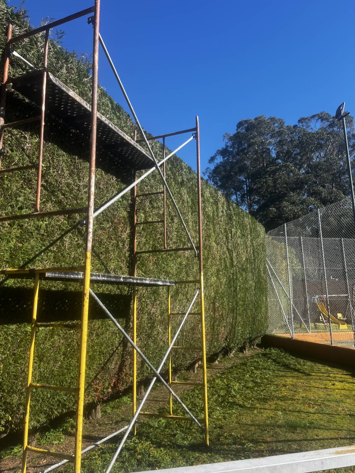 Filipe Vieira Jardim & Bricolage - Penafiel - Tree Planting
