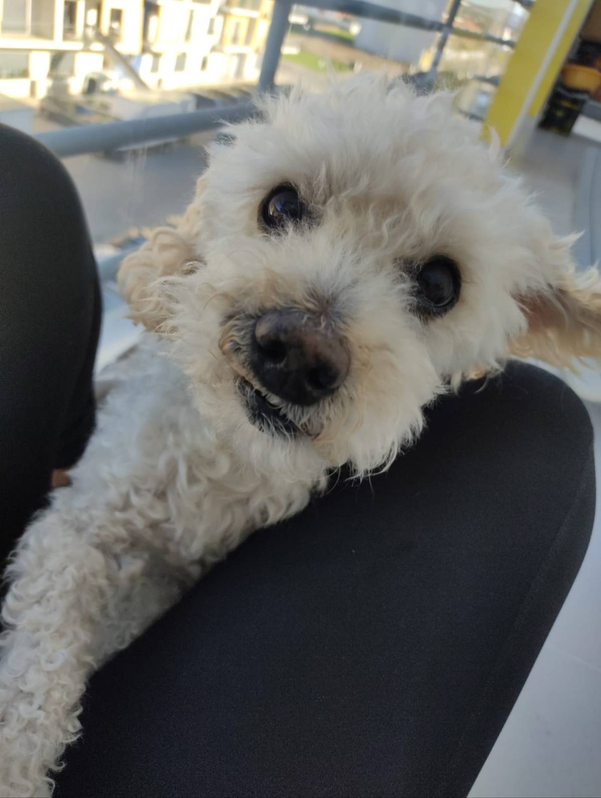 Bruna Dias | Pet Sitter Pinhal Novo - Palmela - Pet Sitting