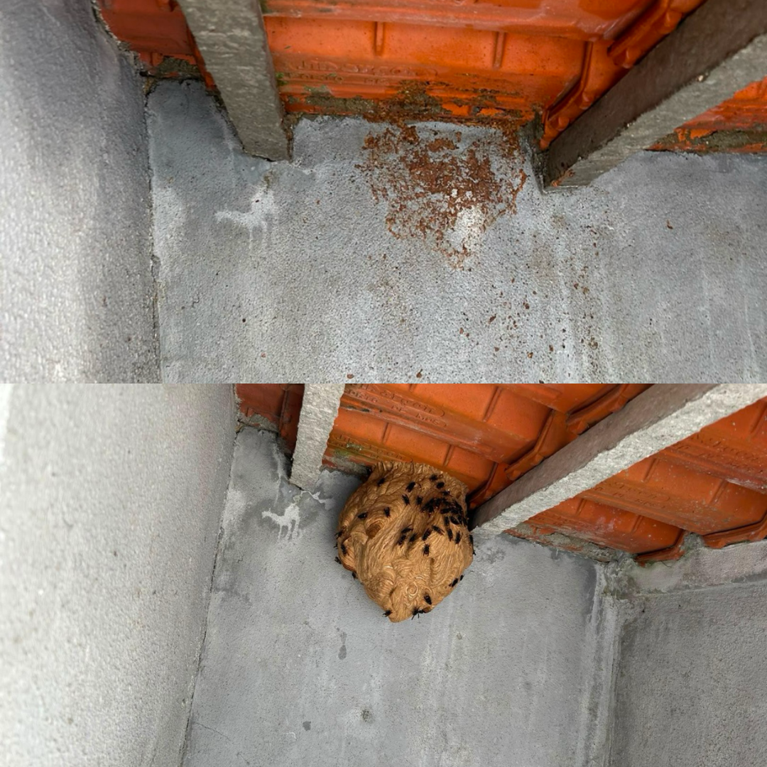 PRAGIS CONTROL - CONTROLO DE PRAGAS URBANAS - Almada - Lutte antiparasitaire