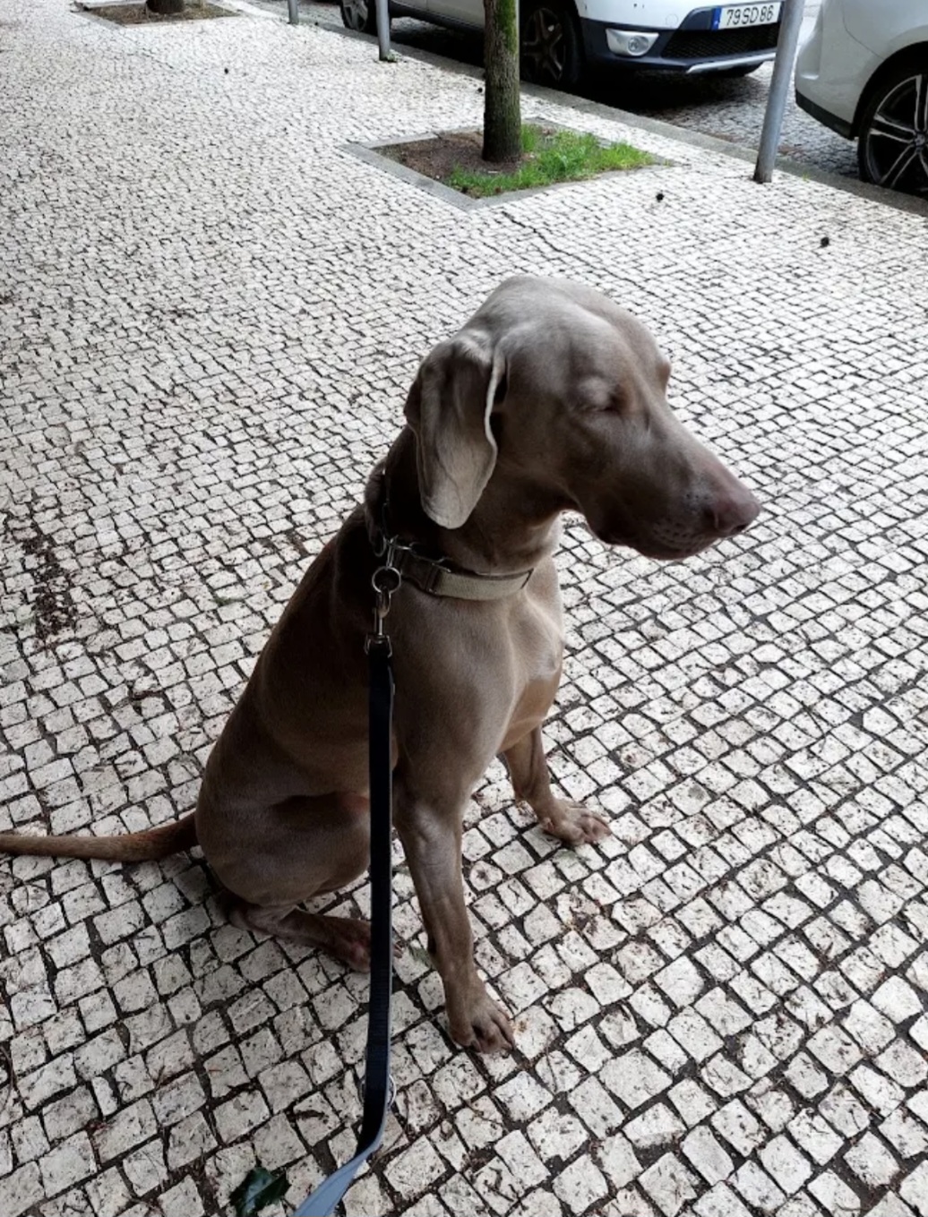 Ferraz - Porto - Éducation canine - cours