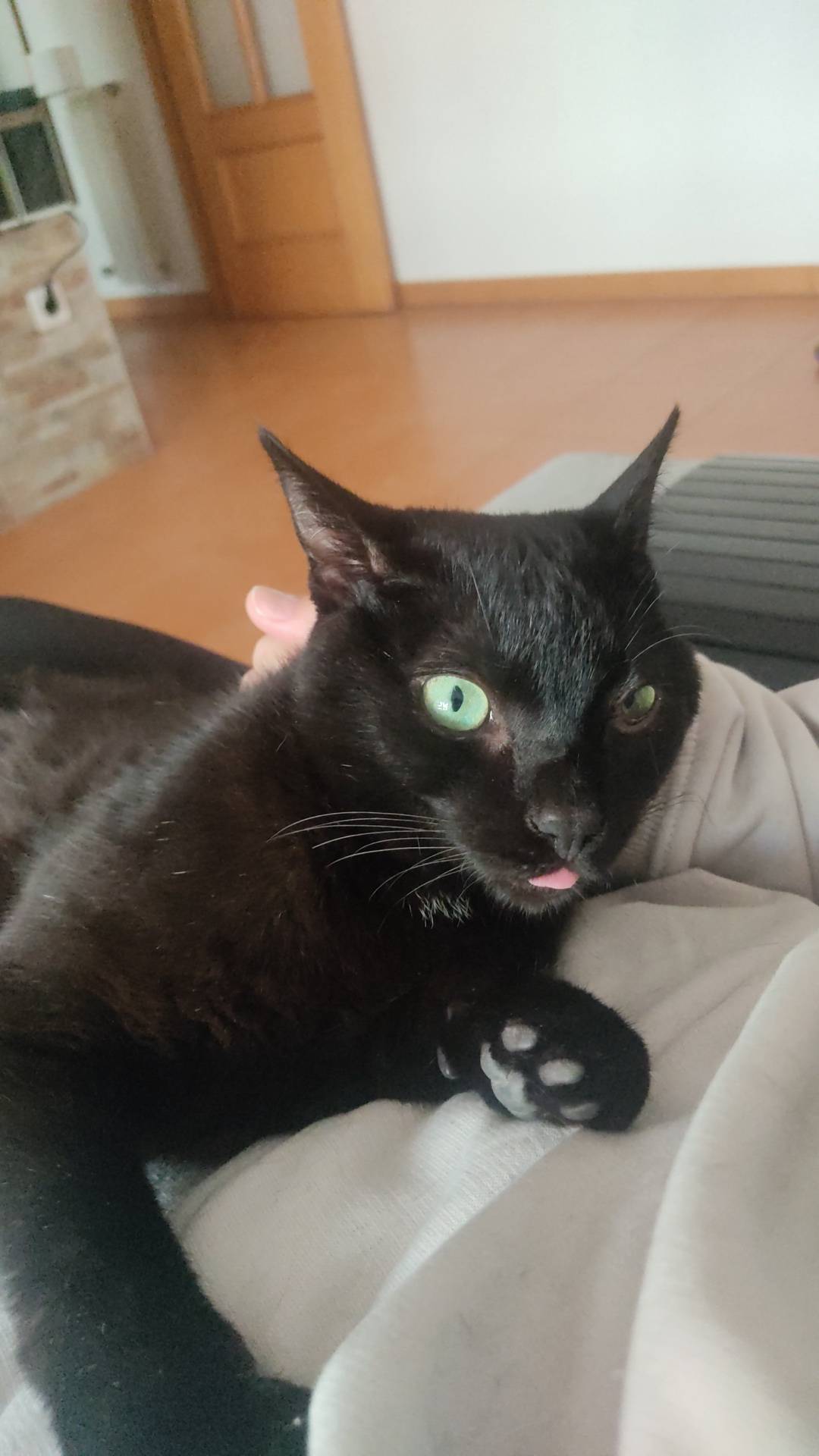 Bruna Dias | Pet Sitter Pinhal Novo - Palmela - Cat Sitting