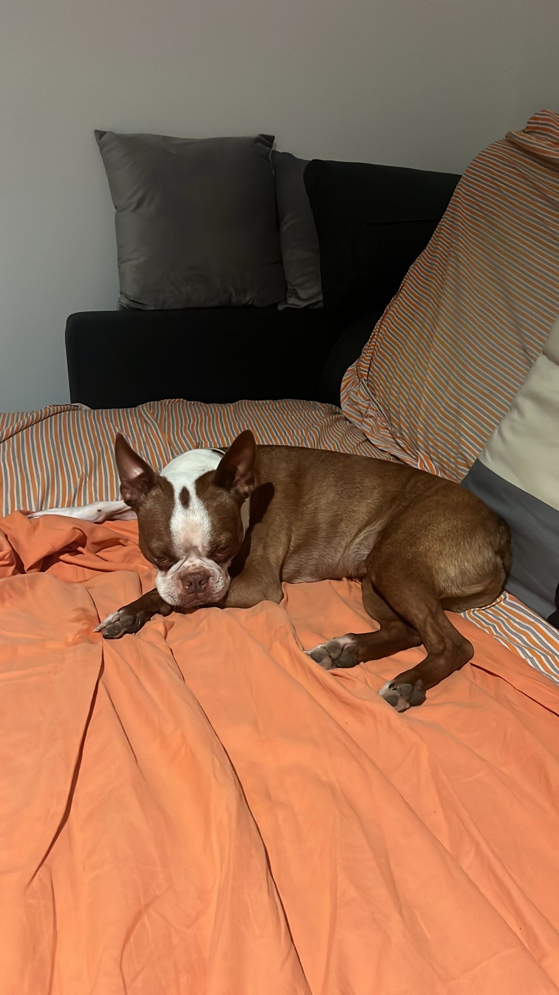 Pet Sitting e Pet Walking