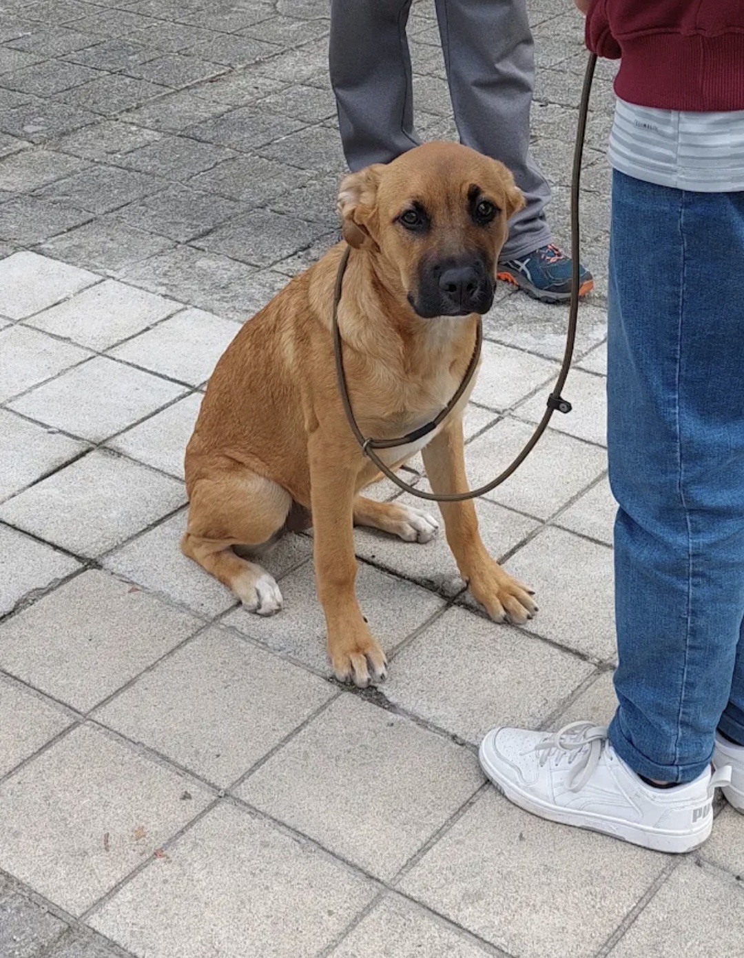 Ferraz - Porto - Éducation canine