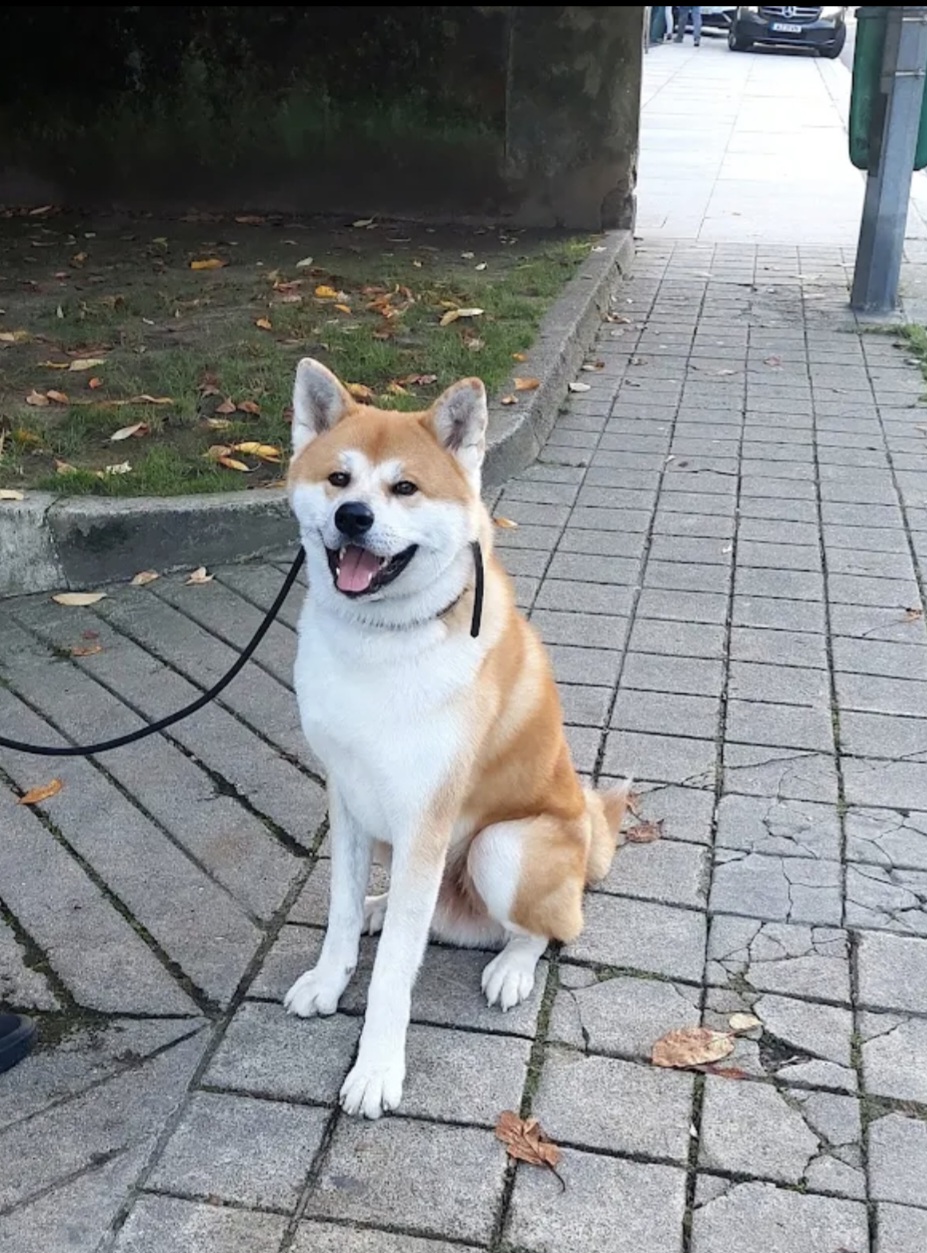 Ferraz - Porto - Éducation canine - cours