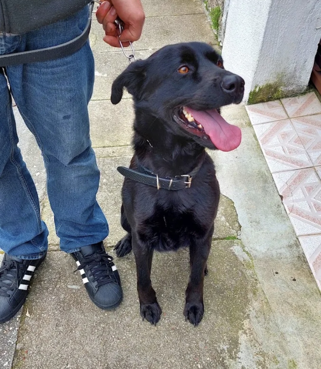 Ferraz - Porto - Éducation canine - cours
