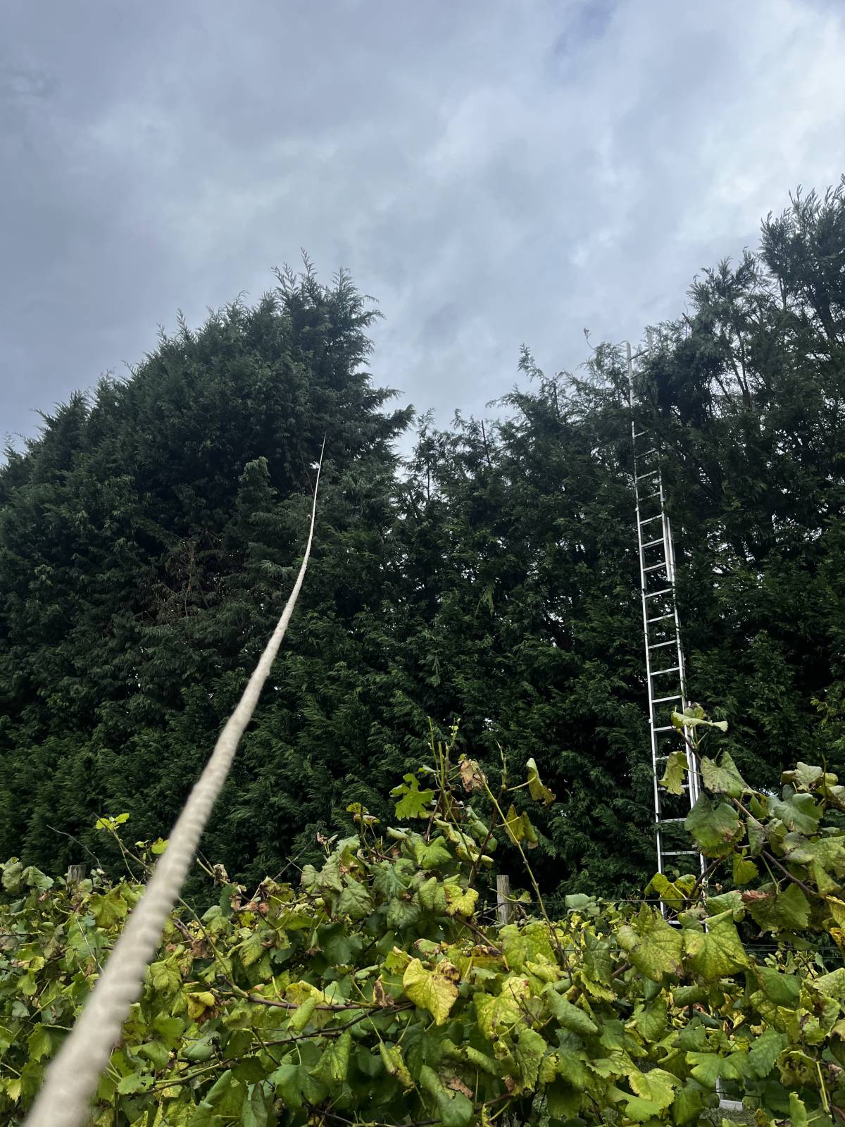 Filipe Vieira Jardim & Bricolage - Penafiel - Shrub Removal
