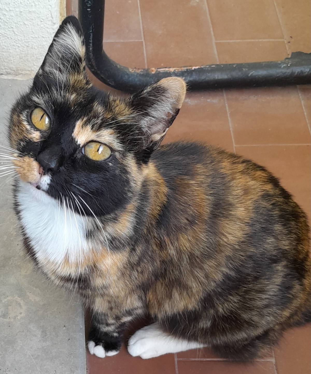 Sonia Ribeiro - Cascais - Pet Sitting
