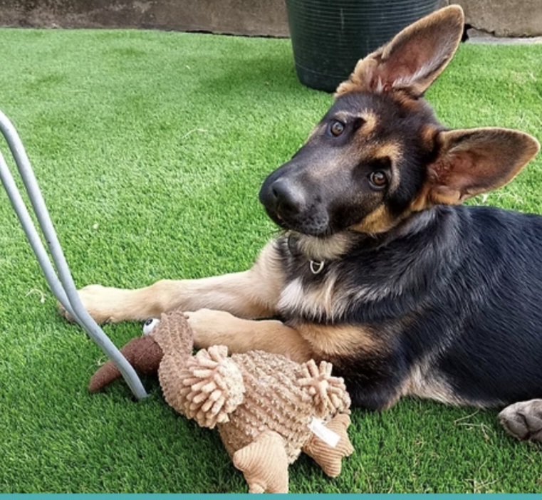 Ferraz - Porto - Éducation canine