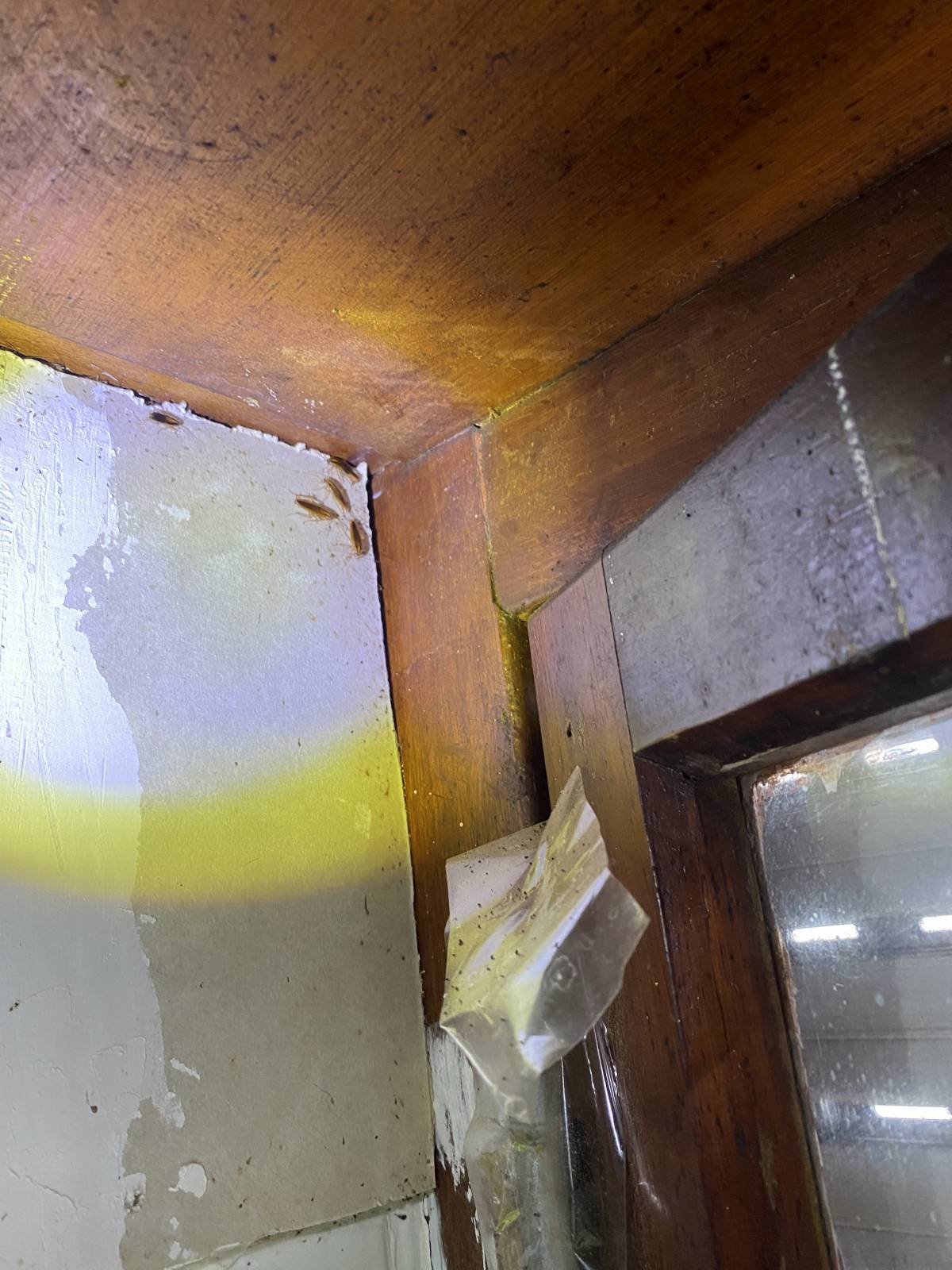 Combat Controle de Pragas - Lisboa - Bed Bug Extermination