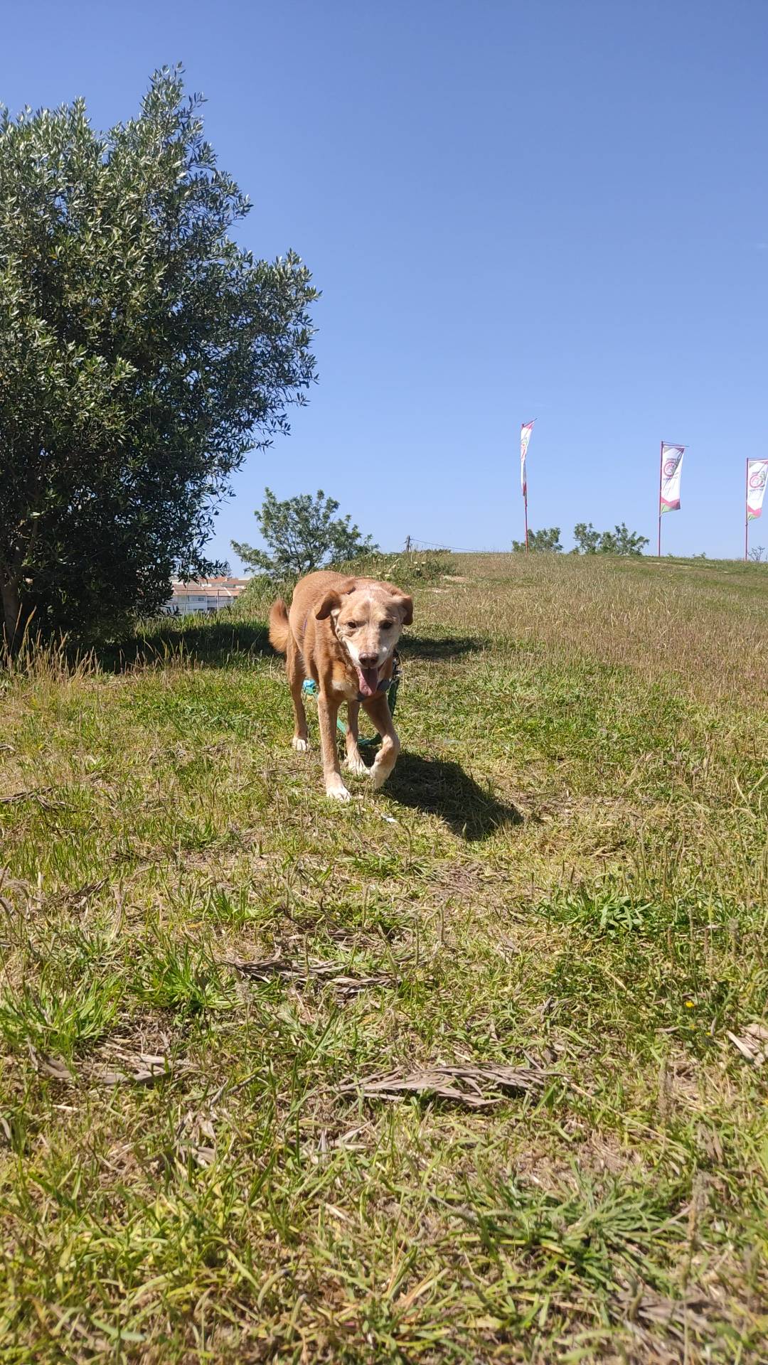 Bruna Dias | Pet Sitter Pinhal Novo - Palmela - Dog Sitting