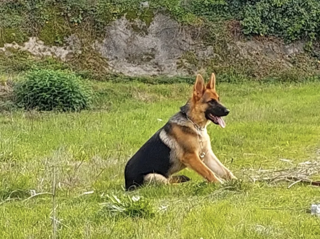 Ferraz - Porto - Modification du comportement animal