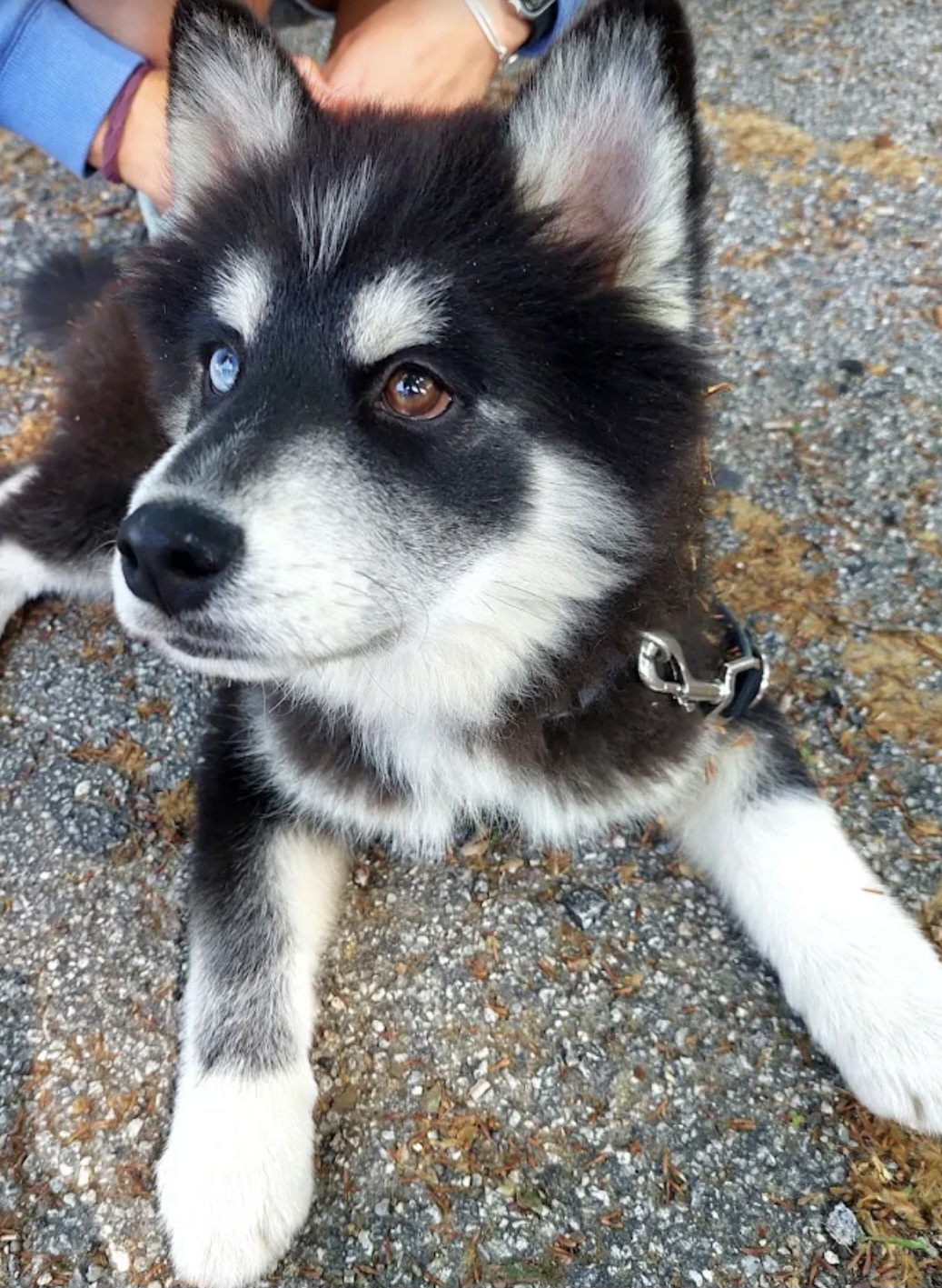 Ferraz - Porto - Éducation canine
