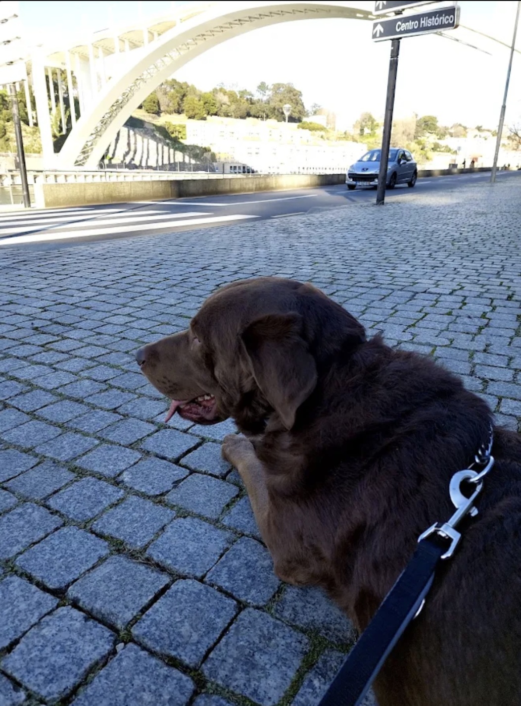 Ferraz - Porto - Dressage et modification du comportement animal (hors chiens)