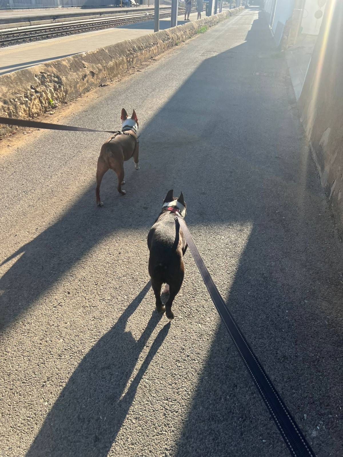 Dog Sitter - Animais