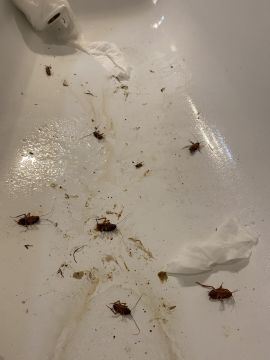Combat Controle de Pragas - Lisboa - Pest Extermination Companies